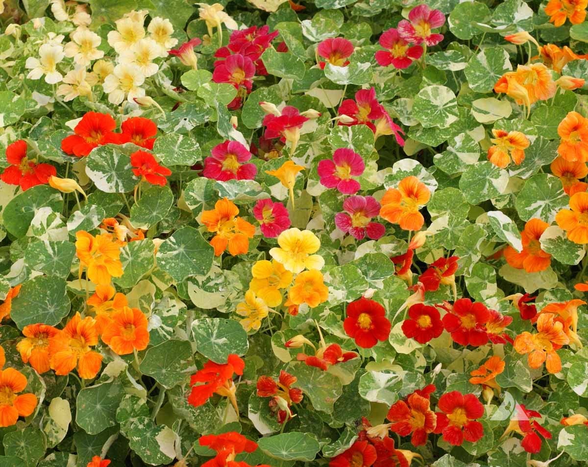 Alaska Dwarf Nasturtium